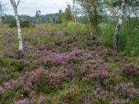 Blühende Besenheide und einzelne Moorbirken